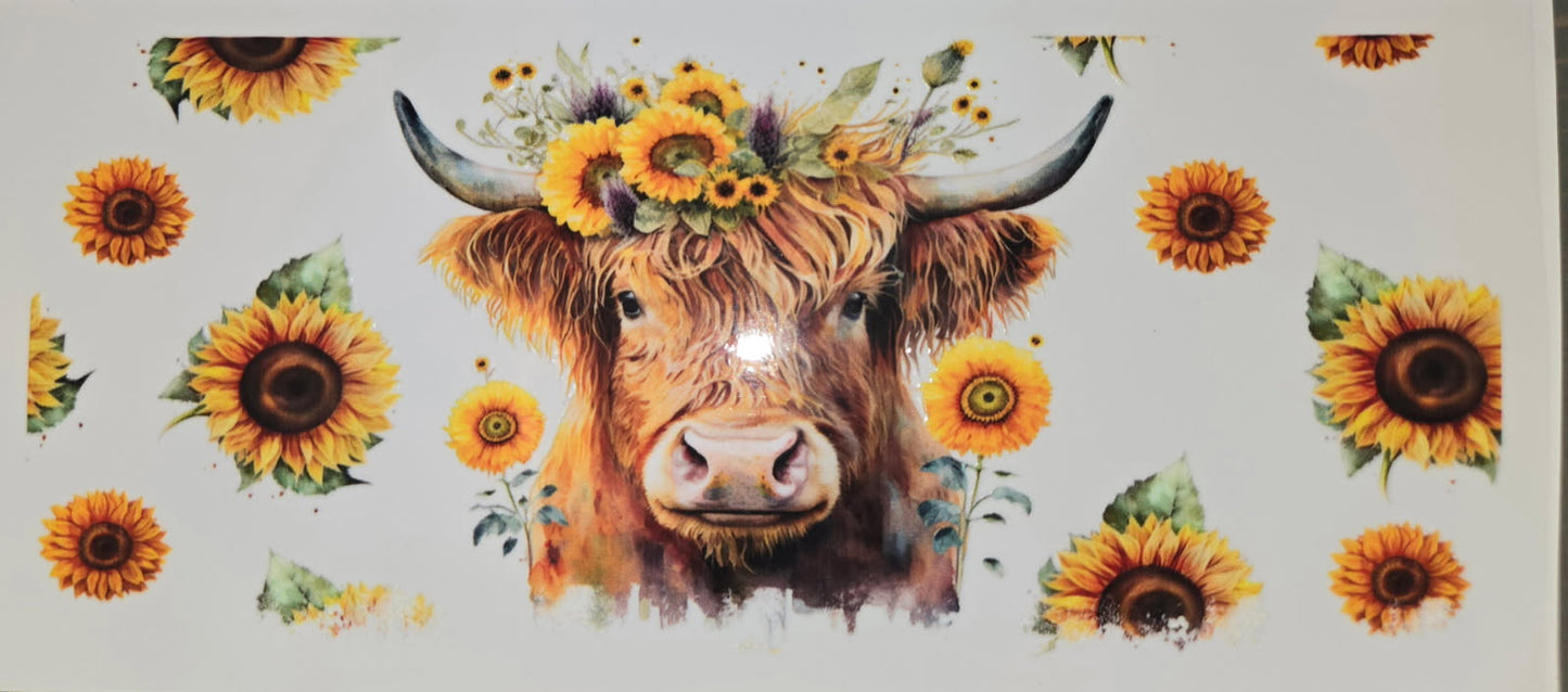 Highland Cows