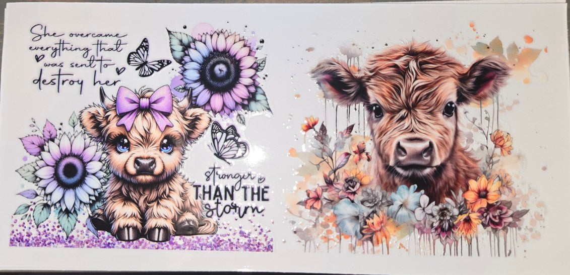Highland Cows
